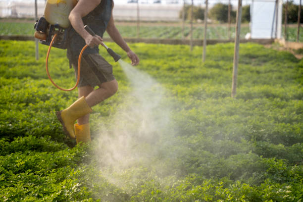 Insect Control in Jasper, TX