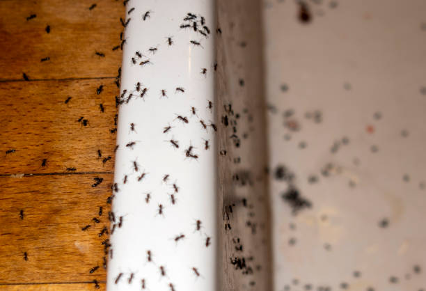 Best Local Pest Control Services  in Jasper, TX