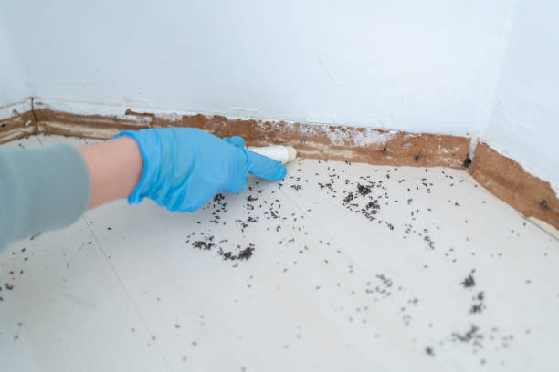Best Pest Control Near Me in Jasper, TX